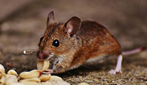 24 Hour & Emergency Exterminators in Lyon Station, PA